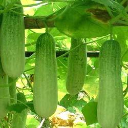 Manufacturers Exporters and Wholesale Suppliers of Cucumber Reshma Surat Gujarat