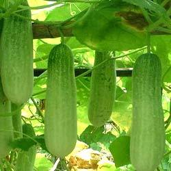 Cucumber Reshma Manufacturer Supplier Wholesale Exporter Importer Buyer Trader Retailer in Surat Gujarat India