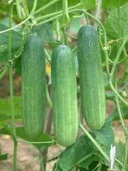 Cucumber Himani Manufacturer Supplier Wholesale Exporter Importer Buyer Trader Retailer in Surat Gujarat India