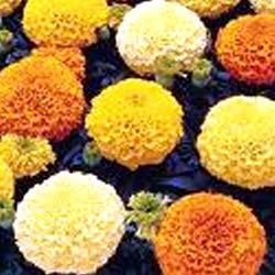 Manufacturers Exporters and Wholesale Suppliers of Marigold Yellow  Gold Orange Shade Seeds Surat Gujarat