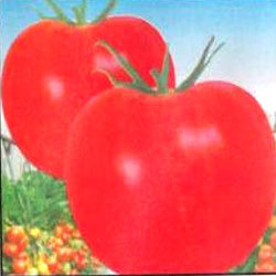 Tomato Seeds Manufacturer Supplier Wholesale Exporter Importer Buyer Trader Retailer in Surat Gujarat India
