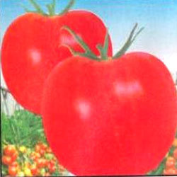 Manufacturers Exporters and Wholesale Suppliers of Tomato Seeds Surat Gujarat