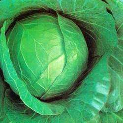 Manufacturers Exporters and Wholesale Suppliers of Cabbage Shama Surat Gujarat