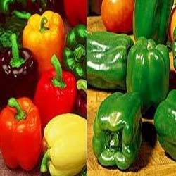 Manufacturers Exporters and Wholesale Suppliers of Capsicum Sweet Pepper Surat Gujarat