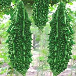 Manufacturers Exporters and Wholesale Suppliers of Bitter Gourd Surat Gujarat