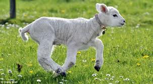 Lamb