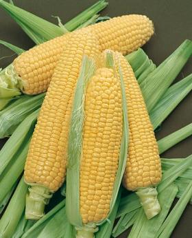 Corn