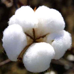 Manufacturers Exporters and Wholesale Suppliers of Raw Cotton Coimbatore Tamil Nadu