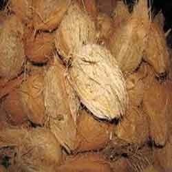 Manufacturers Exporters and Wholesale Suppliers of Husked Coconut Pollachi Coimbatore Tamil Nadu