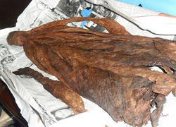 Manufacturers Exporters and Wholesale Suppliers of Raw Tobacco Tamil nadu Tamil Nadu Raw Tobacco