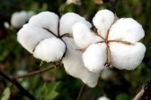Raw Cotton Bale Manufacturer Supplier Wholesale Exporter Importer Buyer Trader Retailer in Barwani Madhya Pradesh India