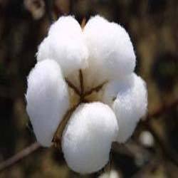 Manufacturers Exporters and Wholesale Suppliers of Raw Cotton Fiber Coimbatore Madhya Pradesh