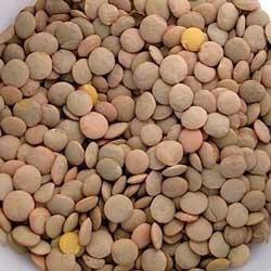 Manufacturers Exporters and Wholesale Suppliers of Dry Lentils Chennai Tamil Nadu