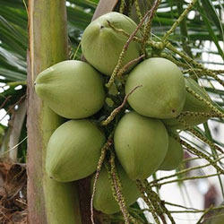 Young Coconuts