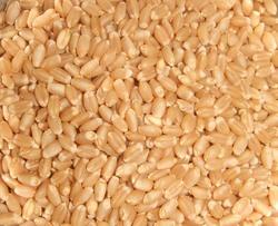 Manufacturers Exporters and Wholesale Suppliers of Whole Wheat kolkata West Bengal