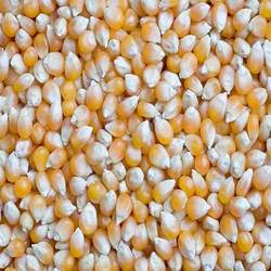 Manufacturers Exporters and Wholesale Suppliers of Yellow Maize kolkata West Bengal