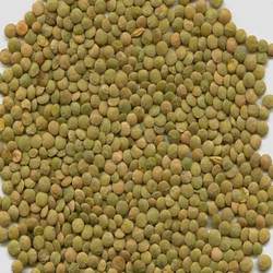 Green Lentil  Green Lentilclick To Zoom Send Enquiry