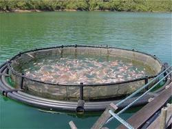 Manufacturers Exporters and Wholesale Suppliers of Freshwater Fish Farming Delhi 
