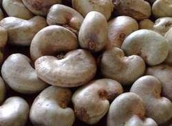 Raw Cashew Nuts Manufacturer Supplier Wholesale Exporter Importer Buyer Trader Retailer in Surat Gujrat India