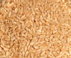 Manufacturers Exporters and Wholesale Suppliers of Soft Milling Wheat San Jose California