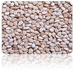 Manufacturers Exporters and Wholesale Suppliers of Natural White Sesame Seeds Ahmedabad Gujarat
