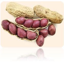 Manufacturers Exporters and Wholesale Suppliers of Peanut / Groundnut Oil Seeds Ahmedabad Gujarat Peanut / Groundnut Oil Seeds
