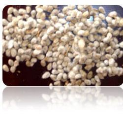 Manufacturers Exporters and Wholesale Suppliers of Cotton Seeds Ahmedabad Gujarat