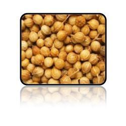 Manufacturers Exporters and Wholesale Suppliers of Coriander Seeds Ahmedabad Gujarat Coriander Seeds