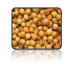 Manufacturers Exporters and Wholesale Suppliers of Coriander Seeds Ahmedabad Gujarat