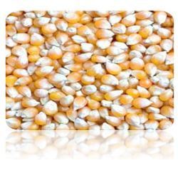 Manufacturers Exporters and Wholesale Suppliers of Maize Ahmedabad Gujarat
