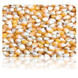 Manufacturers Exporters and Wholesale Suppliers of Maize Ahmedabad Gujarat Maize