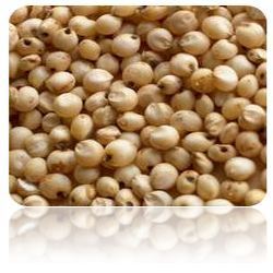 Sorghum Manufacturer Supplier Wholesale Exporter Importer Buyer Trader Retailer in Ahmedabad Gujarat India