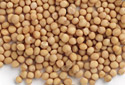 Yellow Mustard Seeds Manufacturer Supplier Wholesale Exporter Importer Buyer Trader Retailer in Mumbai Maharashtra India