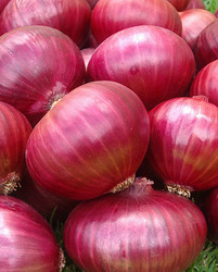 Manufacturers Exporters and Wholesale Suppliers of Red Onion Ludhiana Punjab