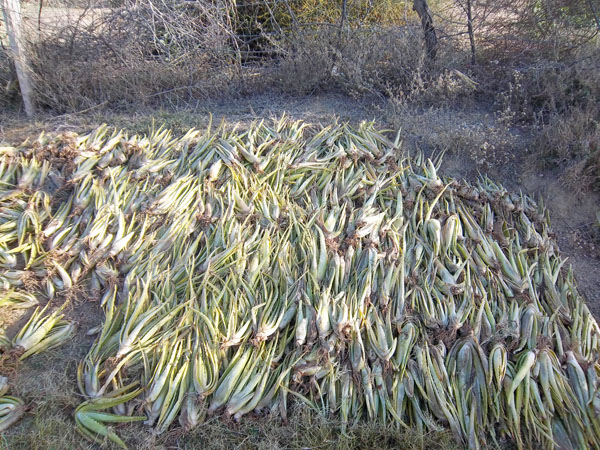 Aloe Vera Plants