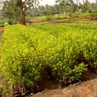Manufacturers Exporters and Wholesale Suppliers of Galphimia Glauca Rajahmundry Andhra Pradesh