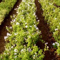 Plumbago Capensis