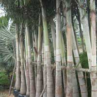 Wodyetia Bifurcata