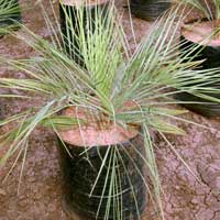 Butia Capitata