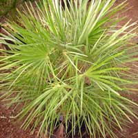 Chamaerops Humilis