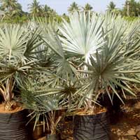Bismarckia Nobilis