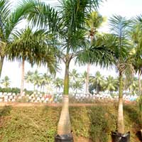 Roystonea Regia