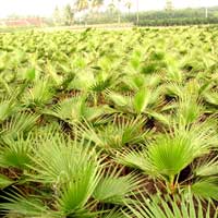 Manufacturers Exporters and Wholesale Suppliers of Washingtonia Filifera Rajahmundry Andhra Pradesh