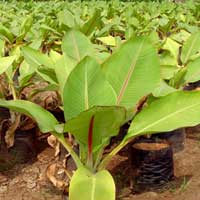 Manufacturers Exporters and Wholesale Suppliers of Musa Palm Rajahmundry Andhra Pradesh