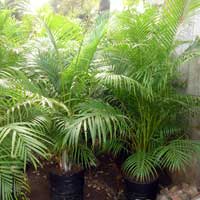 Manufacturers Exporters and Wholesale Suppliers of Chrysalidocarpus Lutescens Rajahmundry Andhra Pradesh
