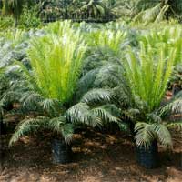 Manufacturers Exporters and Wholesale Suppliers of Cycas Circinalis Rajahmundry Andhra Pradesh
