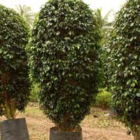Manufacturers Exporters and Wholesale Suppliers of Ficus Black Big Rajahmundry Andhra Pradesh