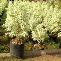 Ficus Starlight