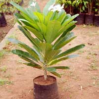 Manufacturers Exporters and Wholesale Suppliers of Plumeria Alba Rajahmundry Andhra Pradesh