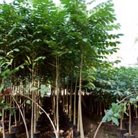 Manufacturers Exporters and Wholesale Suppliers of Spathodia Rajahmundry Andhra Pradesh